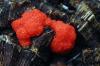 Dictydiaethelium plumbeum (strawberry slime mould)